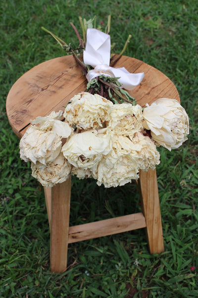 Dried Peony Bunch- Cream Color
