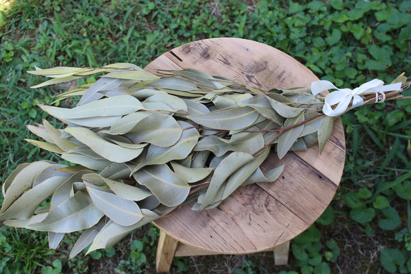 Weeping Willow Eucalyptus Natural Dried- Light Green- Large Leaves