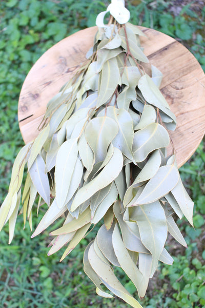 Weeping Willow Eucalyptus Natural Dried- Light Green- Large Leaves