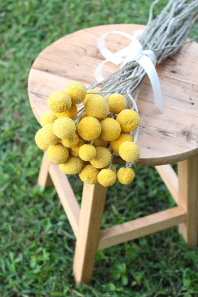 Golden bright yellow Craspedia Billy balls displayed on wood. Perfect for a wedding bouquet, vase arrangement, gift, or DIY project.