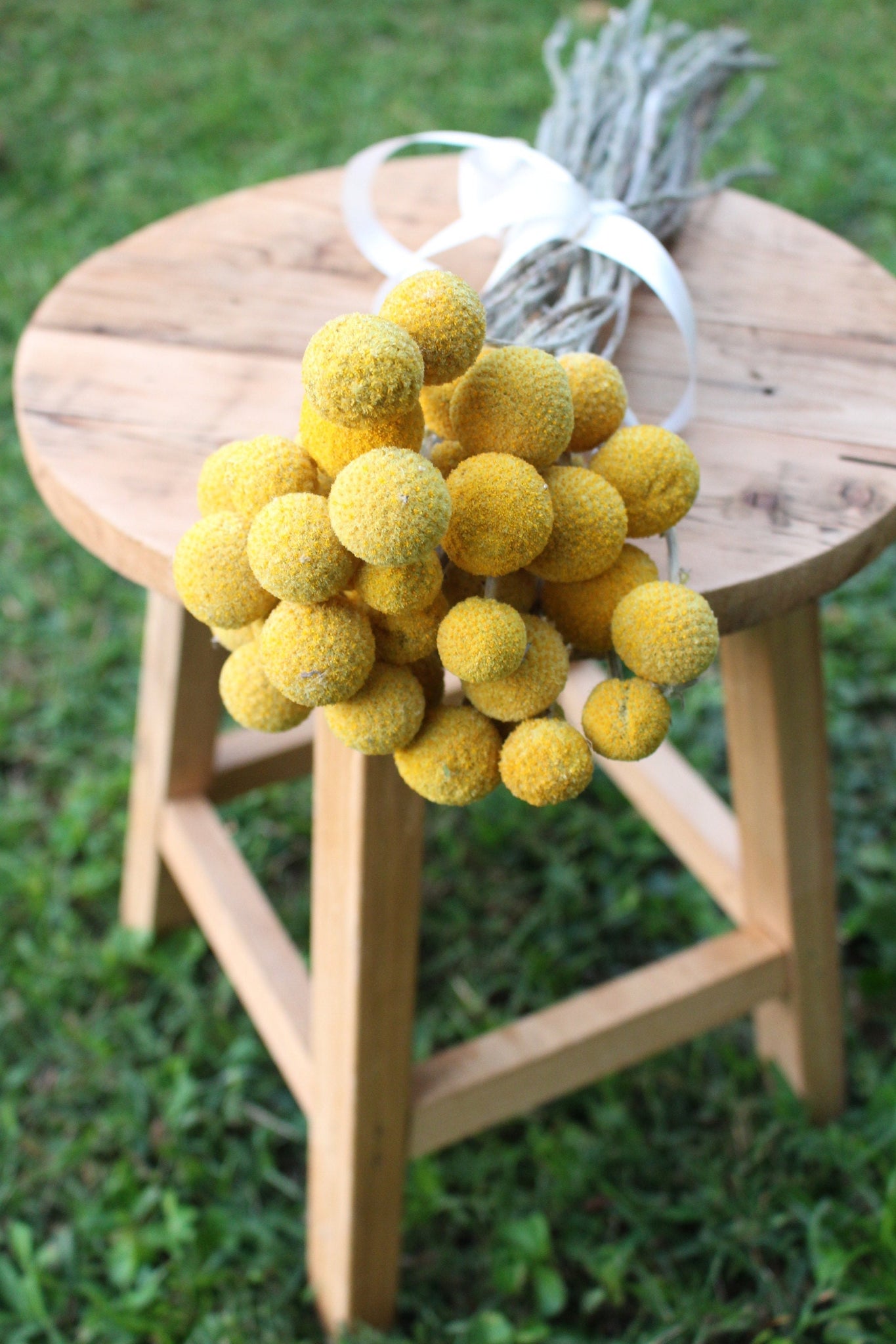 Golden bright yellow Craspedia Billy balls displayed on wood. Perfect for a wedding bouquet, vase arrangement, gift, or DIY project.