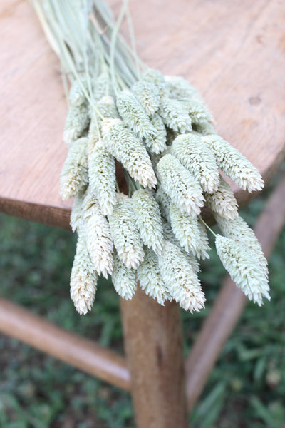 Natural Phalaris/ Textured Bunny Tails
