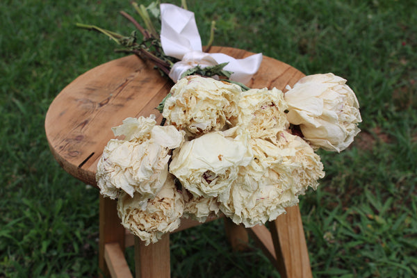 Dried Peony Bunch- Cream Color