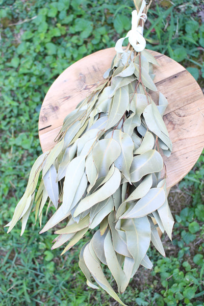 Weeping Willow Eucalyptus Natural Dried- Light Green- Large Leaves