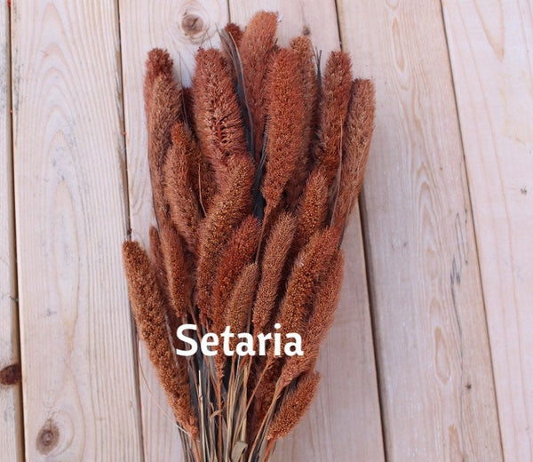 Terracotta Cinnamon Rust Burnt Oak Collection Dried Florals/ Arrangements/ Boho Wedding/ Home Decor