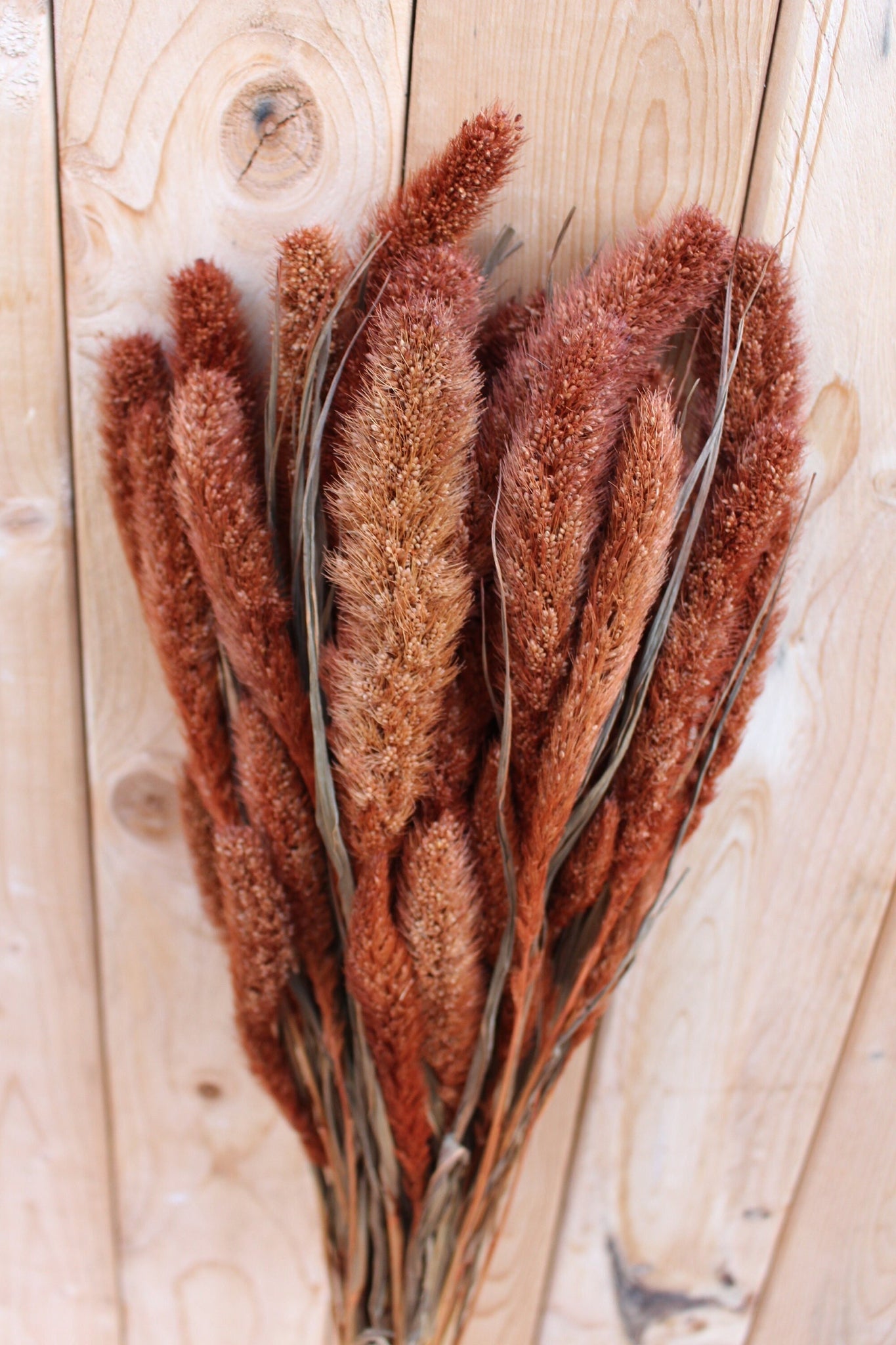 Terracotta/ Burnt Oak Setaria