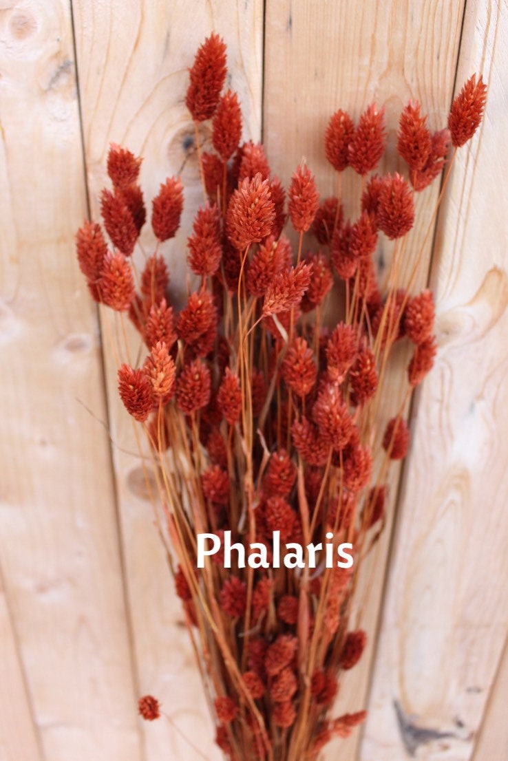 Terracotta Cinnamon Rust Burnt Oak Collection Dried Florals/ Arrangements/ Boho Wedding/ Home Decor