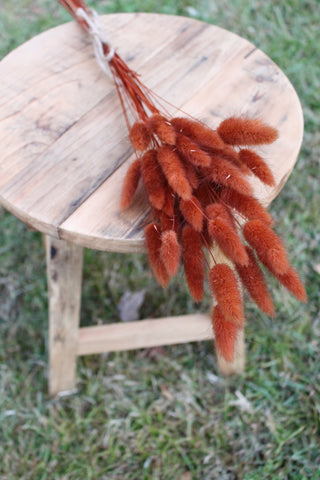 Terracotta Paprika Lagurus Bunny Tails/ Rabbit Tails