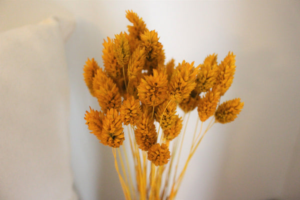 Mustard Yellow Dried Phalaris - Textured Bunny Tails - Phalaris Grass Tails - Canary Grass - Gem Grass - Phalaris dried DIY for arrangements