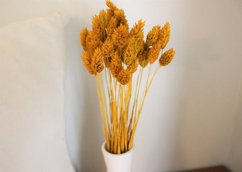 Dried Echinops Ritro in Natural, Dried flowers for home décor