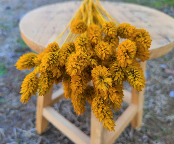 Mustard Yellow Dried Phalaris - Textured Bunny Tails - Phalaris Grass Tails - Canary Grass - Gem Grass - Phalaris dried DIY for arrangements