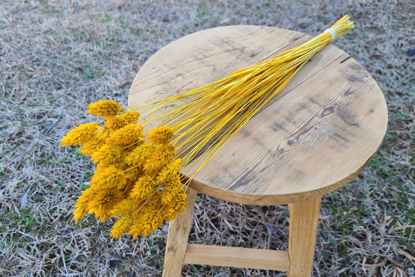 Mustard Yellow Dried Phalaris - Textured Bunny Tails - Phalaris Grass Tails - Canary Grass - Gem Grass - Phalaris dried DIY for arrangements