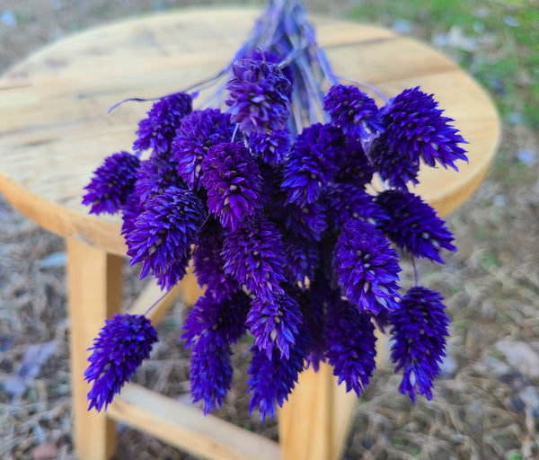 Purple Dried Phalaris - Textured Bunny Tails - Phalaris Grass Tails - Canary Grass - Gem Grass - Phalaris dried DIY for arrangements