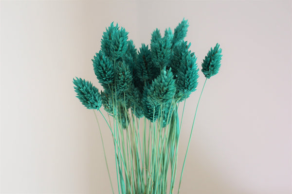Turquoise Dried Phalaris,Fall Flowers,Textured Bunny Tails,Phalaris Grass Tails,Canary Grass,Home Decor,
