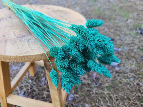 Turquoise Dried Phalaris,Fall Flowers,Textured Bunny Tails,Phalaris Grass Tails,Canary Grass,Home Decor,