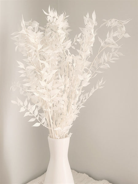 Premium Bleached White Italian Ruscus -/Bleached Flowers/ Preserved Flowers/ White Flowers
