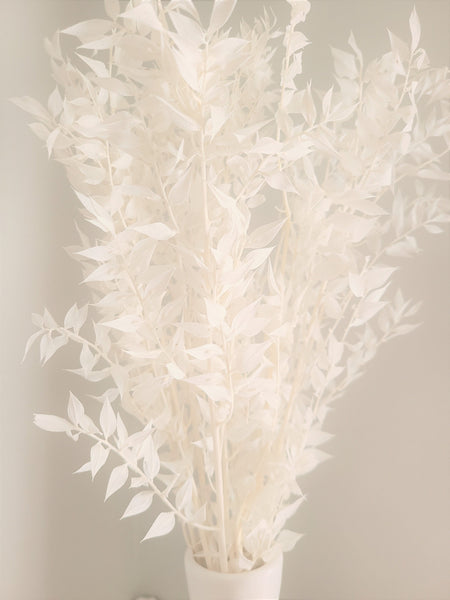 Premium Bleached White Italian Ruscus -/Bleached Flowers/ Preserved Flowers/ White Flowers