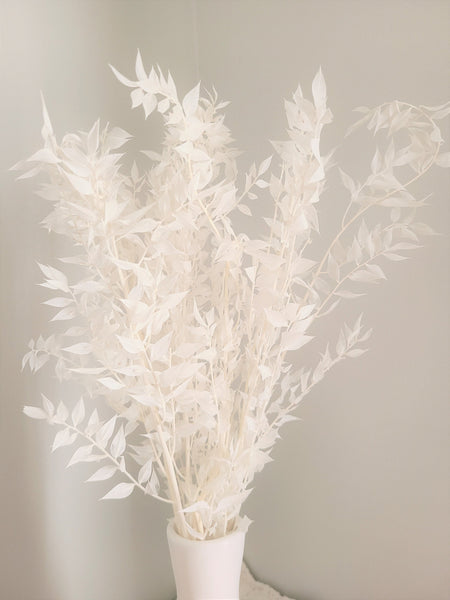 Premium Bleached White Italian Ruscus -/Bleached Flowers/ Preserved Flowers/ White Flowers
