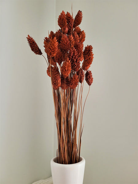 Textured Bunny Tails/ Burnt Orange/ Terracotta Phalaris- Pampas Grass - Gift for Her