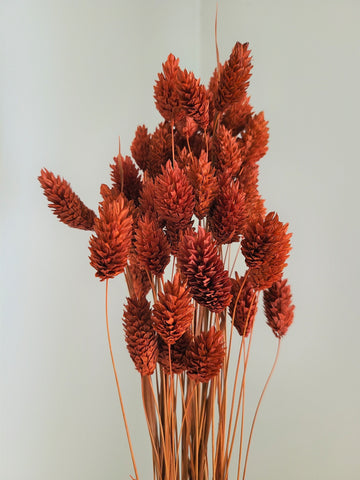 Textured Bunny Tails/ Burnt Orange/ Terracotta Phalaris- Pampas Grass - Gift for Her