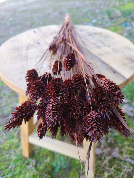 Chocolate Brown Phalaris- Textured Bunny Tails - Phalaris Grass Tails - Canary Grass - Gem Grass