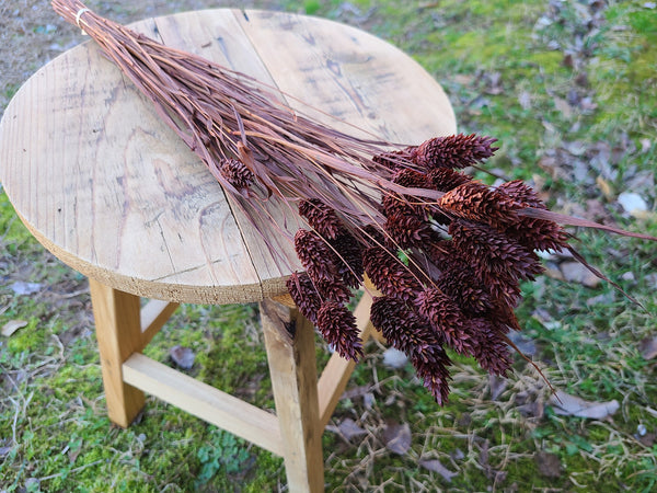 Chocolate Brown Phalaris- Textured Bunny Tails - Phalaris Grass Tails - Canary Grass - Gem Grass