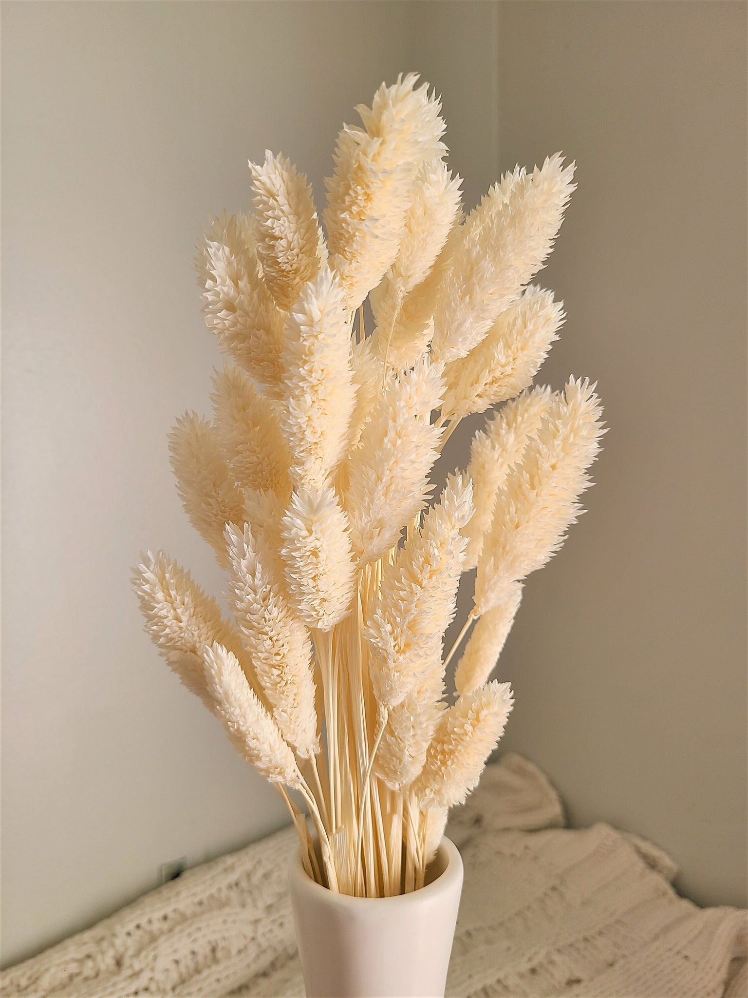 Ivory/ Cream Phalaris- Textured Bunny Tails - Phalaris Grass Tails - Canary Grass - Gem Grass