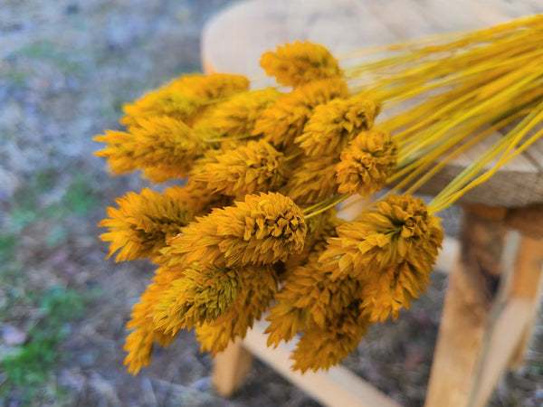 Mustard Yellow Dried Phalaris - Textured Bunny Tails - Phalaris Grass Tails - Canary Grass - Gem Grass - Phalaris dried DIY for arrangements