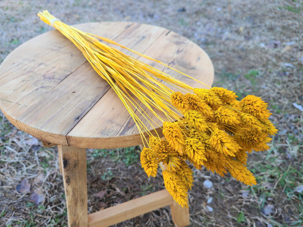 Mustard Yellow Dried Phalaris - Textured Bunny Tails - Phalaris Grass Tails - Canary Grass - Gem Grass - Phalaris dried DIY for arrangements