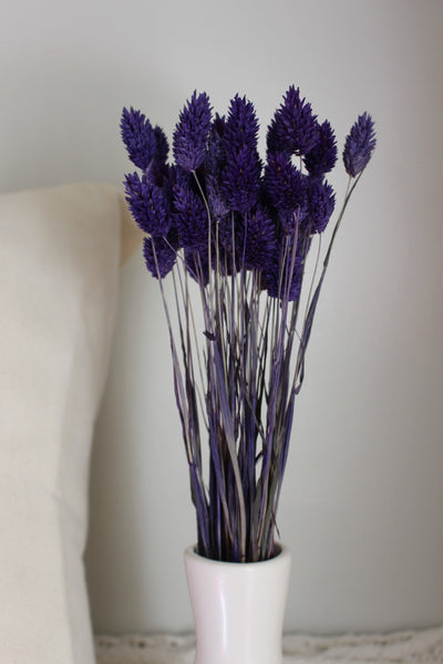 Purple Dried Phalaris - Textured Bunny Tails - Phalaris Grass Tails - Canary Grass - Gem Grass - Phalaris dried DIY for arrangements