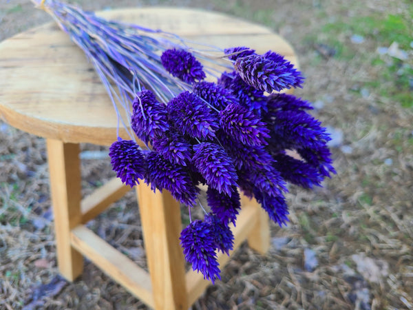 Purple Dried Phalaris - Textured Bunny Tails - Phalaris Grass Tails - Canary Grass - Gem Grass - Phalaris dried DIY for arrangements