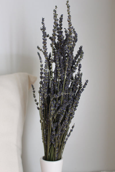 Dried French Lavender Bunch/ Grosso Lavender/ Fragrant
