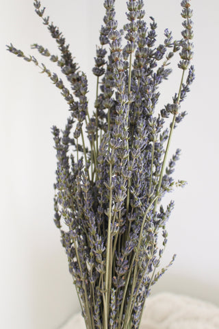 Dried ammobium bunch, mini daisies, dried flowers, white daisies