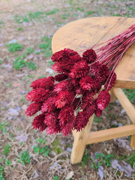 Burgundy Phalaris - Textured Bunny Tails - Phalaris Grass Tails - Canary Grass - Gem Grass