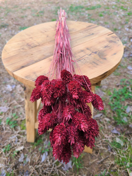 Burgundy Phalaris - Textured Bunny Tails - Phalaris Grass Tails - Canary Grass - Gem Grass