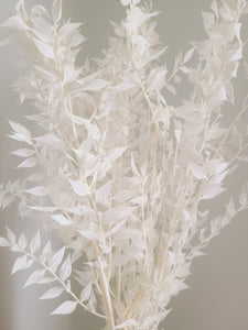 Premium Bleached White Italian Ruscus -/Bleached Flowers/ Preserved Flowers/ White Flowers