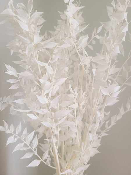Premium Bleached White Italian Ruscus -/Bleached Flowers/ Preserved Flowers/ White Flowers