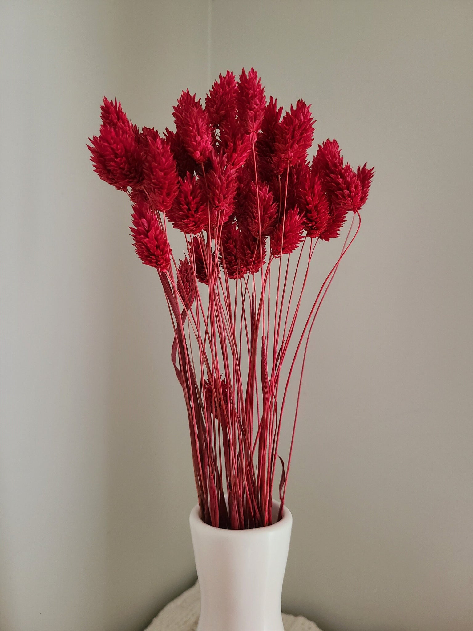 Red Phalaris- Textured Bunny Tails - Phalaris Grass Tails - Canary Grass - Gem Grass