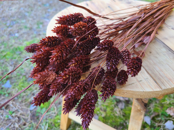 Chocolate Brown Phalaris- Textured Bunny Tails - Phalaris Grass Tails - Canary Grass - Gem Grass