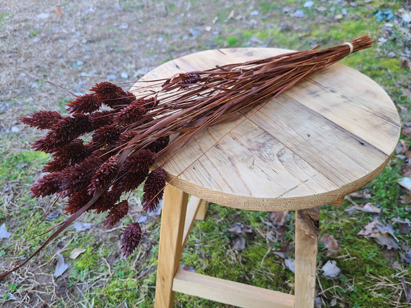 Chocolate Brown Phalaris- Textured Bunny Tails - Phalaris Grass Tails - Canary Grass - Gem Grass