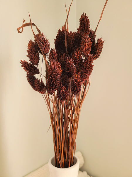 Chocolate Brown Phalaris- Textured Bunny Tails - Phalaris Grass Tails - Canary Grass - Gem Grass