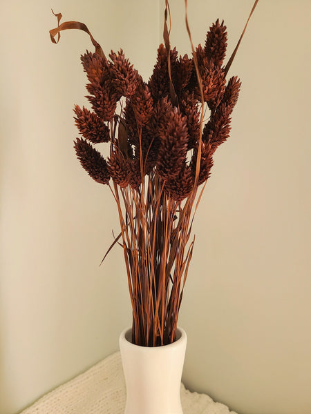 Chocolate Brown Phalaris- Textured Bunny Tails - Phalaris Grass Tails - Canary Grass - Gem Grass