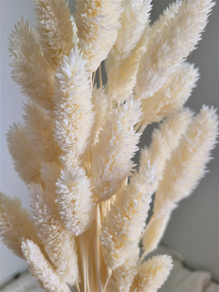 Ivory/ Cream Phalaris- Textured Bunny Tails - Phalaris Grass Tails - Canary Grass - Gem Grass