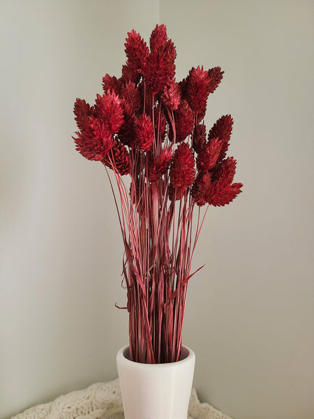 Burgundy Phalaris - Textured Bunny Tails - Phalaris Grass Tails - Canary Grass - Gem Grass