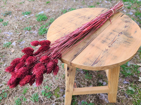 Burgundy Phalaris - Textured Bunny Tails - Phalaris Grass Tails - Canary Grass - Gem Grass