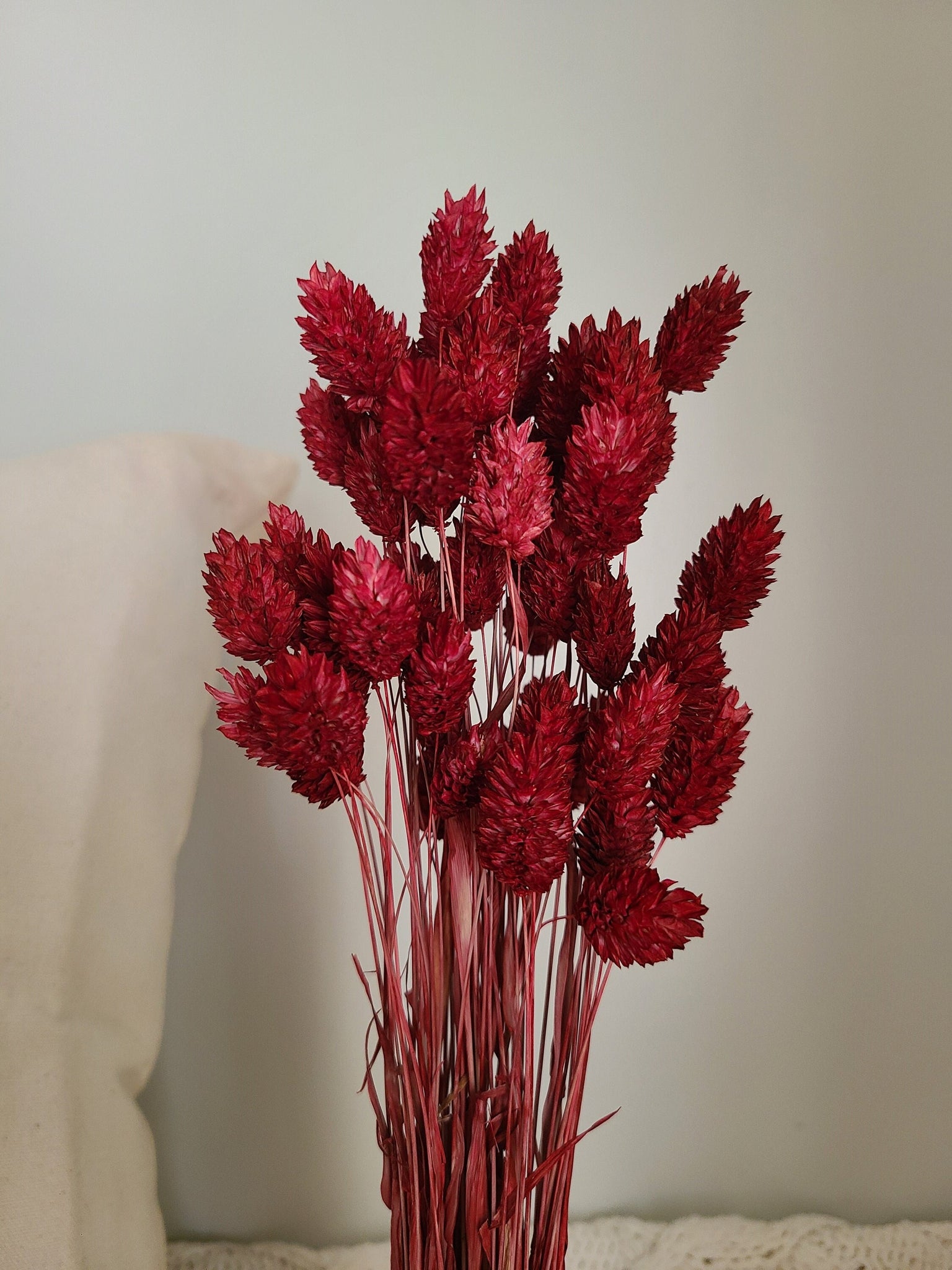 Burgundy Phalaris - Textured Bunny Tails - Phalaris Grass Tails - Canary Grass - Gem Grass