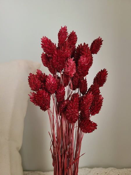 Burgundy Phalaris - Textured Bunny Tails - Phalaris Grass Tails - Canary Grass - Gem Grass