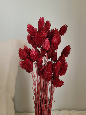 Burgundy Phalaris - Textured Bunny Tails - Phalaris Grass Tails - Canary Grass - Gem Grass