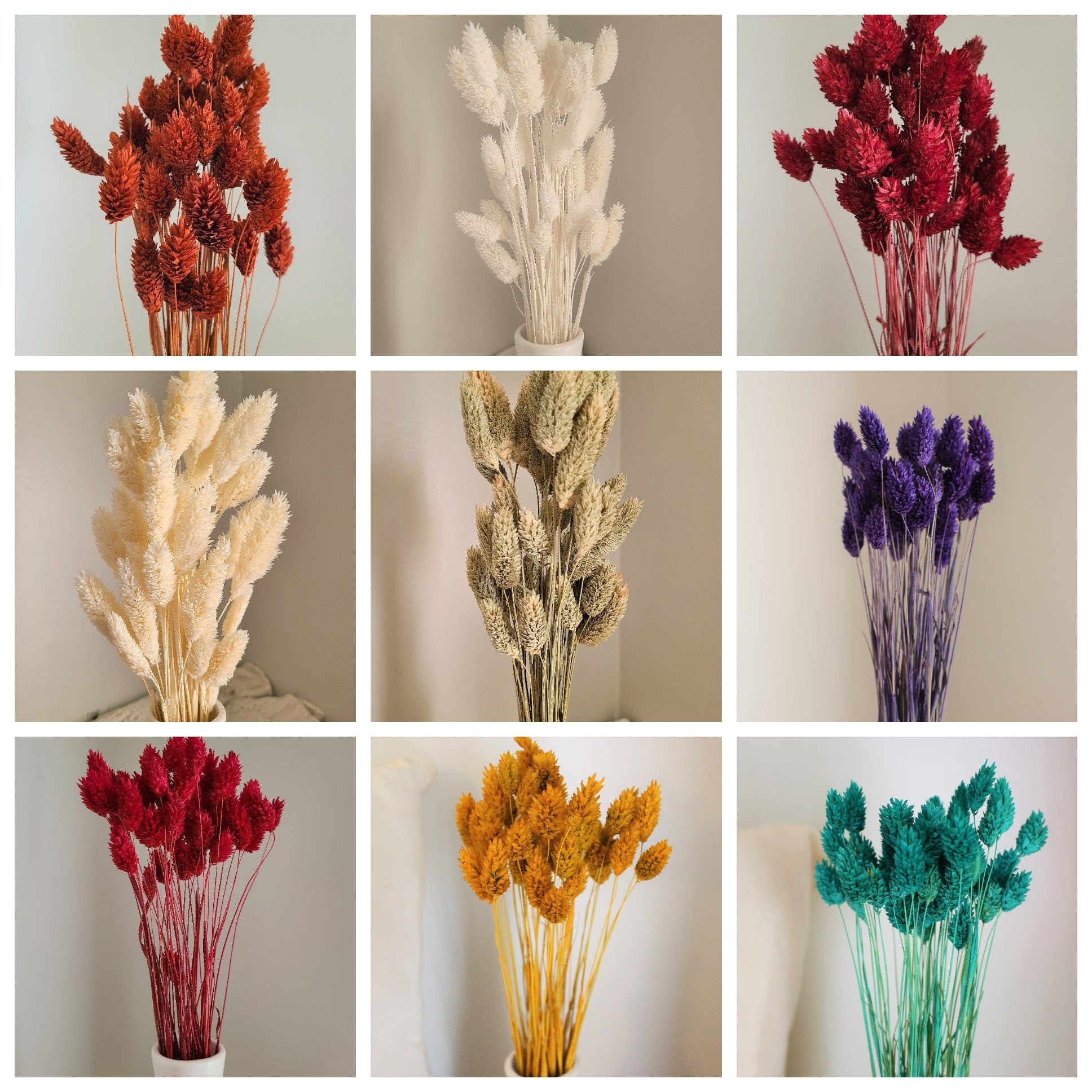 Mini Textured Bunny Tails Bunch 50 pcs - Phalaris Grass Tails Pampas Grass Boho Wedding Invitations Home Decor Dried florals Wedding favors