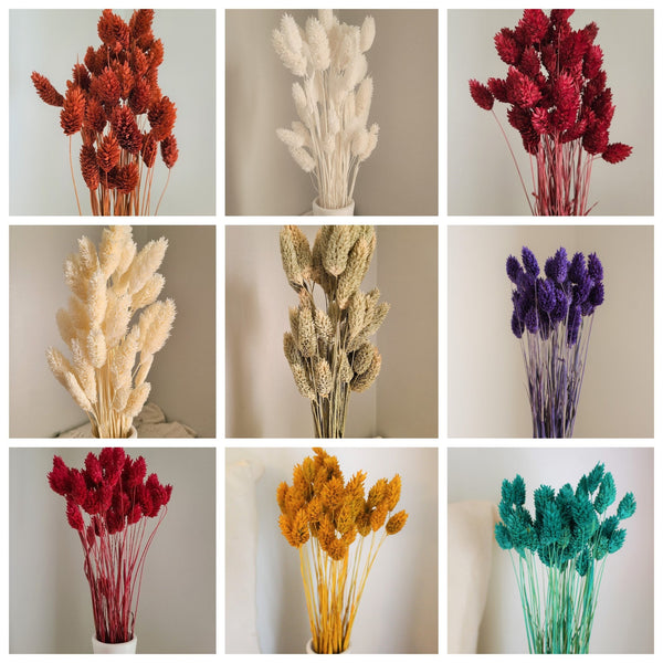 Mini Textured Bunny Tails Bunch 50 pcs - Phalaris Grass Tails Pampas Grass Boho Wedding Invitations Home Decor Dried florals Wedding favors